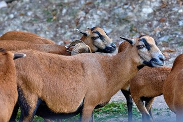 Naklejka na ściany i meble Cameroon sheep (Ovis aries cameroon)