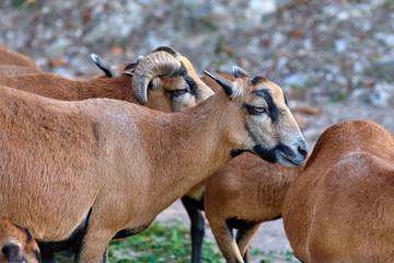 Fototapeta premium Cameroon sheep (Ovis aries cameroon)