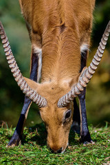 The Kafue lechwe (Kobus leche kafuensis)