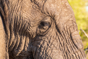 Obraz premium Elephant in Klaserie Private Nature Reserve