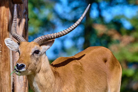 The Kafue lechwe (Kobus leche kafuensis)