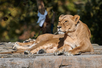 Obraz na płótnie Canvas African Lion(Panthera leo)