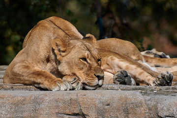 African Lion(Panthera leo)