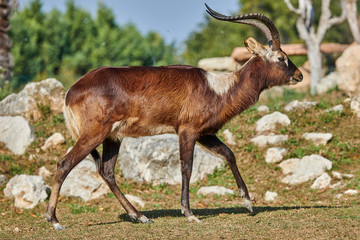 The Nile lechwe antelope