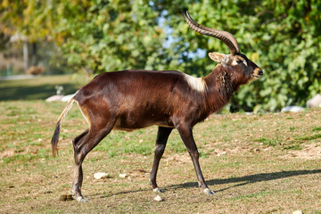The Nile lechwe antelope