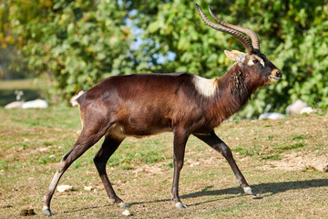 The Nile lechwe antelope