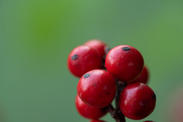 Christmas decoration, red berries and pine