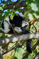 Black and White Ruffed Lemur