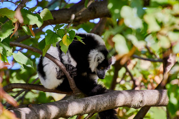 Black and White Ruffed Lemur