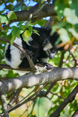Black and White Ruffed Lemur