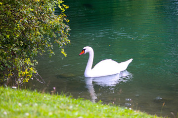 Schwan schwimmt im Seewasser ans Ufer