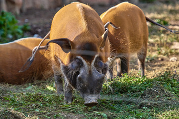 Red river hog (Potamochoerus porcus)