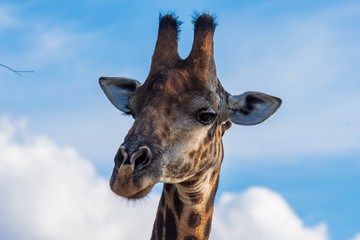 Giraffe in the Klaserie Private Nature Reserve