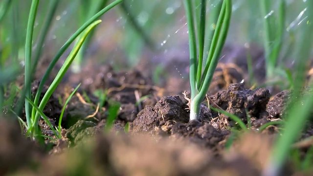 Irrigation of green onions in the garden. Onion watering