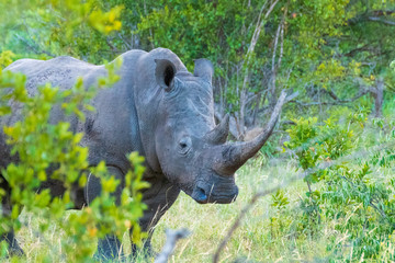 White Rhino in Klaserie Private Nature Reserve