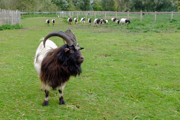 Bagot Goat with other Bagot goats in background, ancient breed recorded 1387 in England, used in conservation grazing on brambles and weeds.