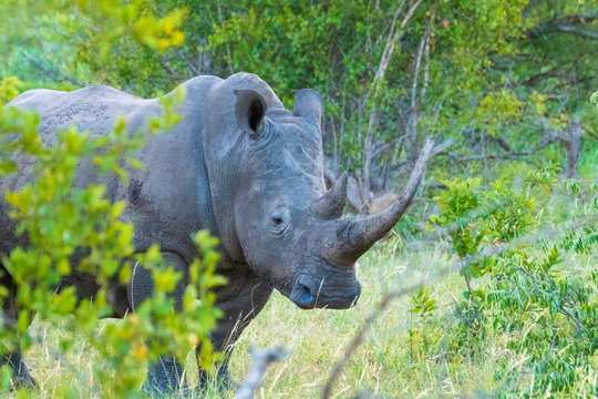 White Rhino in Klaserie Private Nature Reserve