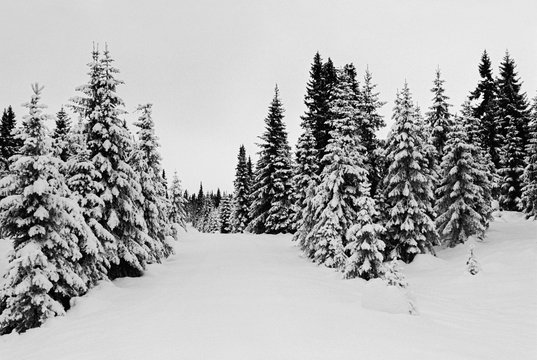 Snow-Covered Fir Trees Standing Side by Side Shot on Film
