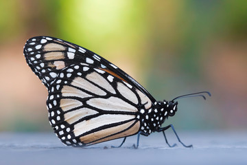Monarch Butterfly background soft light