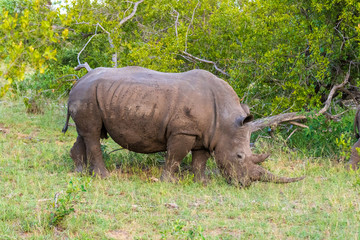 Obraz premium White Rhino in Welgevonden Game Reserve