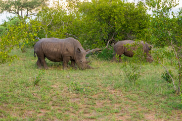 White Rhino in Welgevonden Game Reserve