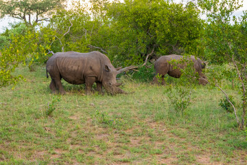 Fototapeta premium White Rhino in Welgevonden Game Reserve