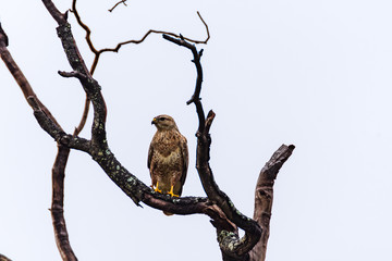Black Kite