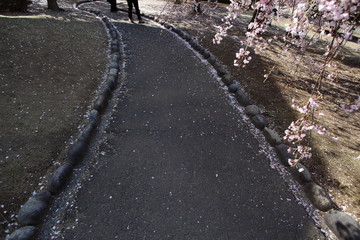 桜散る道