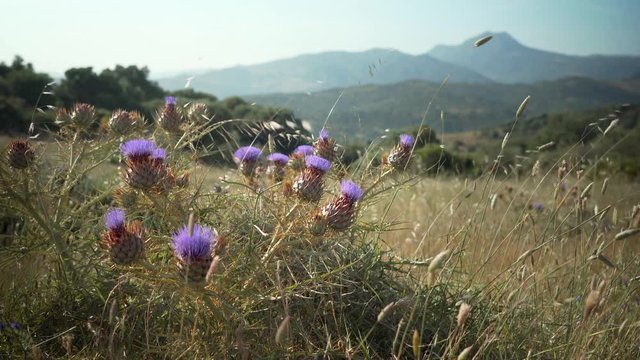 Wild Thistle with Purple Flowers and Mountain Landscape with Wild Vegetation touched by a Soft Wind
