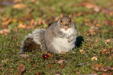 Squirrel with Mouth Open