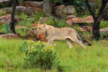 Naklejka na ściany i meble Lion in Welgevonden Game Reserve