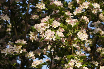 Chinese flowering crab-apple blooming