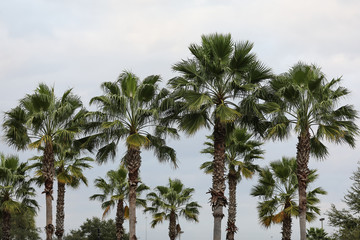 Fototapeta premium Palm Trees With The Sky