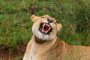 Lion in Welgevonden Game Reserve
