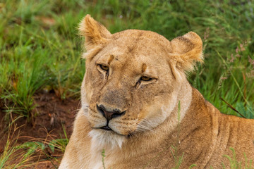 Obraz na płótnie Canvas Lion in Welgevonden Game Reserve
