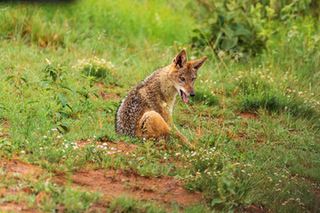 black-backed jackal in Welgevonden Game Reserve
