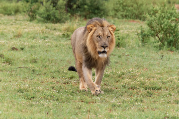 Fototapeta na wymiar Lion in Welgevonden Game Reserve