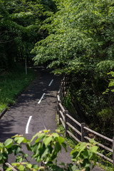 road in the forest