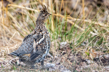 A ruffled grouse in Voyageurs National Park (Minnesota).