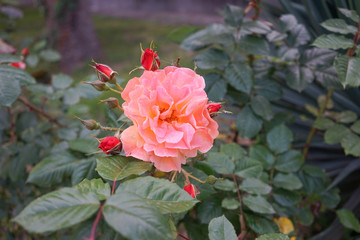 Flower lush orange rose on a blurred green background.