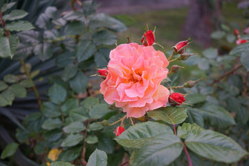 Flower lush orange rose on a blurred green background.