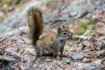 Naklejka na ściany i meble Wild red squirrel in Voyageurs National Park (Minnesota).