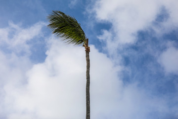 Palm Tree In The Wind