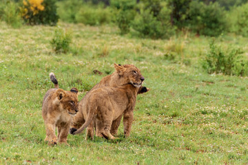 Naklejka na ściany i meble Lions playing in Welgevonden Game Reserve