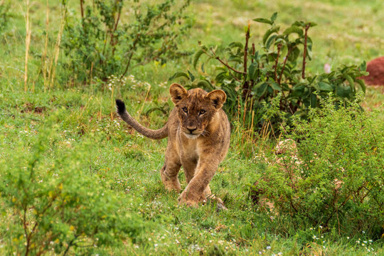 Lion in Welgevonden Game Reserve
