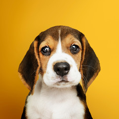 Adorable Beagle puppy solo portrait - obrazy, fototapety, plakaty