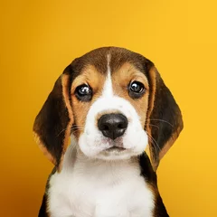 Crédence de cuisine en verre imprimé Chien Adorable Beagle puppy solo portrait