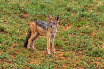 black-backed jackal in Welgevonden Game Reserve
