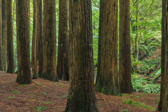 California Redwoods