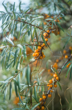 Wild Sea Buck Thorn 